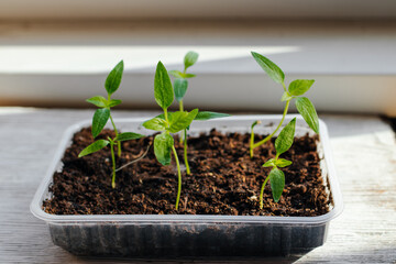 pepper seedlings in the ground