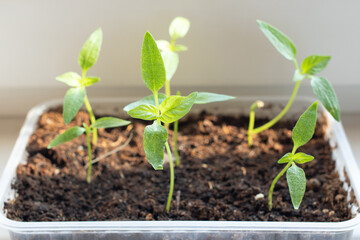 pepper seedlings in the ground