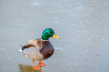 drake Copy space for text. Wild life of animals near people