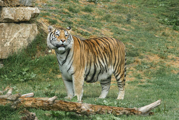 Tigre bengala de pie con fondo verde