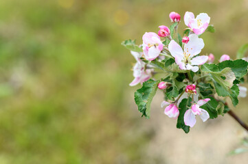 apple tree flowers in soft pink pastel color in full bloom on a branch in the garden. space for text