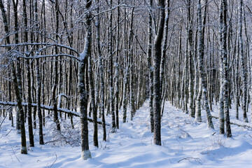 Naturpark High Fens-Eifel in Belgium in the snow