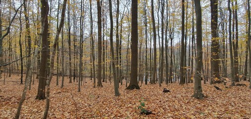 autumn in forest