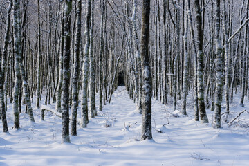 Naturpark High Fens-Eifel in Belgium in the snow