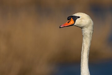 Portrait of a wild white mute swan with orange beak and long neck. Blurry blue and brown background. Sunny day by a lake. Space for text.