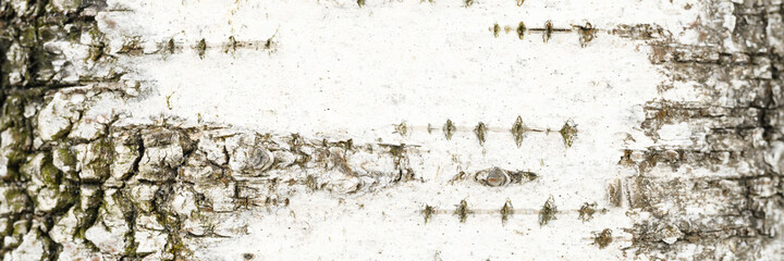 background of the texture of birch bark is white and black color. banner