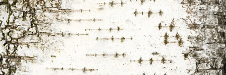 background of the texture of birch bark is white and black color. banner