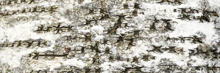 background of the texture of birch bark is white and black color. banner