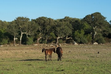 Naklejka na ściany i meble Italy, Barumini - 2019-09-30 : The Giara di Gesturi is a high and steep-sided basaltic plateau in Central Sardinia. Many cork oaks, Quercus suber, and wild horses