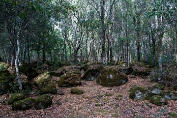 Italy, Barumini - 2019-09-30 : The Giara di Gesturi  is a high and steep-sided basaltic plateau in Central Sardinia. Many cork oaks, Quercus suber, and wild horses