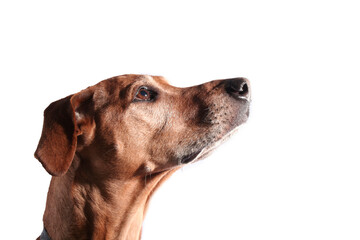 rhodesian ridgeback head looking isolated on a white background