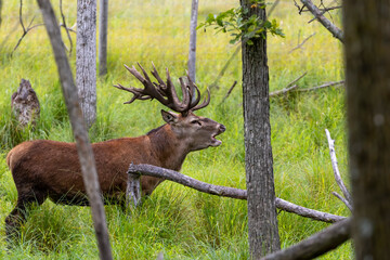 European red deer (Cervus elaphus) in rut, it is fourth  the largest deer species