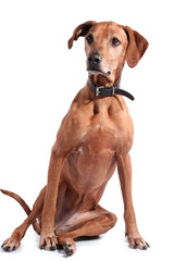 rhodesian ridgeback isolated on a white background