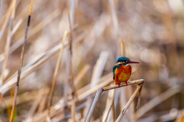 小枝に止まり餌を探すカワセミ
