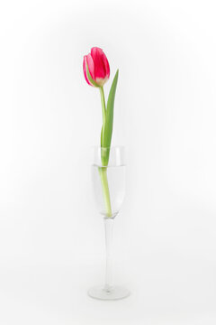 Beautiful red tulip in wine glass on a white background. Single flower, still life. Vertical photo