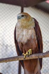bird of prey