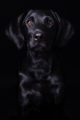 Labrador, Studio-Fotografie