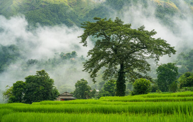 Silk Cotton tree or Simal tree in local name on a terraced paddy field in tropical atmosphere in Chapakot village of Syangja in Nepal.