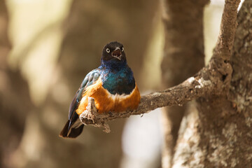 Superb Starling blue bird (Lamprotornis superbus) in Tarangire National Park, Tanzania.