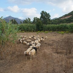 Italy, Sardinia 2019-10-03 Herd of sheep near Fluminimaggiore