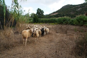 Italy, Sardinia 2019-10-03 Herd of sheep near Fluminimaggiore
