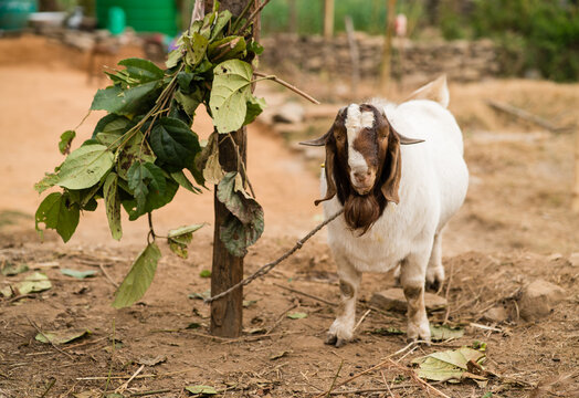 A pure breed Boer goat buck eating fodder at a goat farm in Lamjung Nepal.