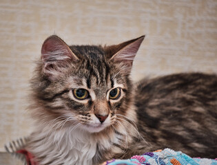 Beautiful gray and beige tabby and spotted cat close-up, sleeping and resting on the table, raising...
