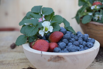 Erdbeeren und Heidelbeeren