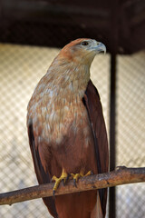 portrait of eagle