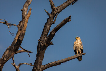 Fototapeta na wymiar Hawk resting on a tree in Serengeti National Park in Tanzania during safari with blue sky in background. Wild nature of Africa