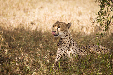 Cheetah resting in the grass during safari at Serengeti National Park in Tanzania. Wild nature of Africa..
