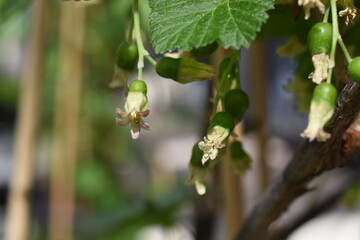 unreife Johannisbeere