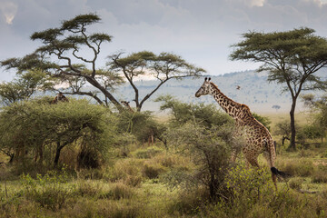 Portrait of a giraffe looking on the camera during safari in Tarangire National Park, Tanzania, with beautiful acacia tree in background. Wild nature of Africa.