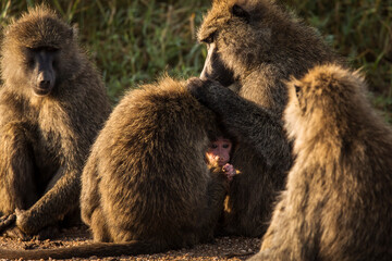 Baboons monkey family on the field during safari in National Park of Serengeti in Tanzania. Wild nature of Africa