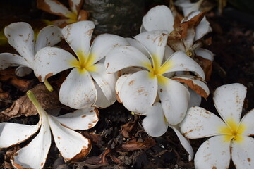 white flowers in the garden