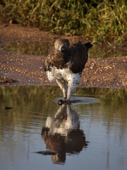 Hawk walking on earth in Serengeti National Park in Tanzania during safari with blue sky in background. Wild nature of Africa