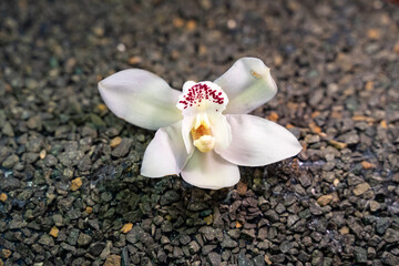 Fototapeta na wymiar White orchid on a black sandy background. Loneliness metaphor with flower.