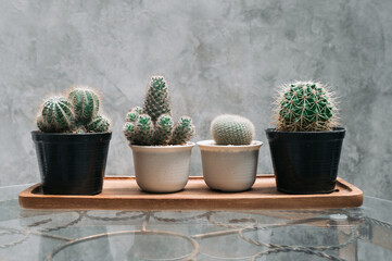 correction cactus in pot on table and wall stone background