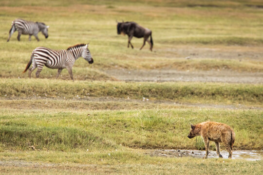 Hyena in the grass with zebra and wildebeast in background during safari in National Park of Serengeti, Tanzania. Wild nature of Africa.