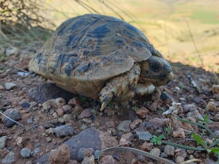 Wild turtle in nature, a beautiful view