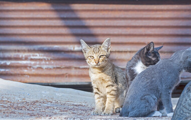 Thai brown kitten, 2 months old