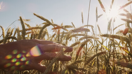 Close up of male hand touching wheat with beatiful sunlight