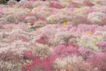 三重【いなべ市梅林公園の梅園】