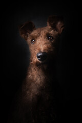 Hund Studio-Fotografie