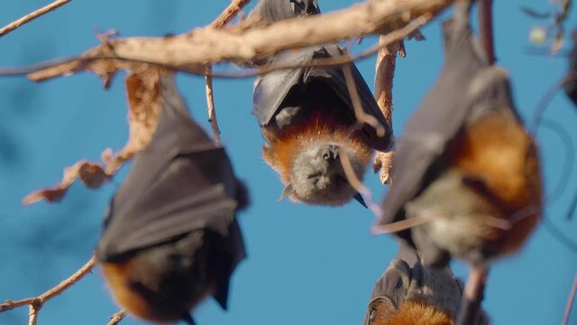A bunch of flying foxes sleeping, hanging off tree branches