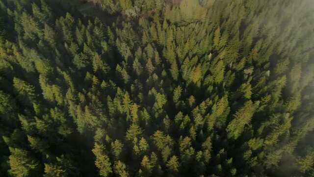 Aerial high angle shot flying over green pine tree forest and thin clouds passing below camera