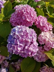 Purple beautiful hydrangea flower on flower bed outdoor in summer. Woman day.