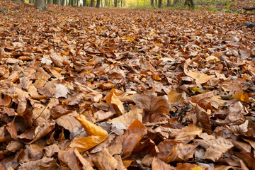 Waldboden mit Herbstlaub, Nordrhein-Westfalen, Deutschland, Europa