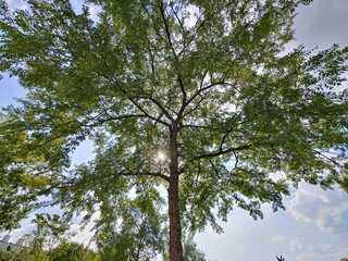 tree in the sky