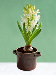 various,multicolor flowers of hyacinth spring plants